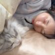 深夜2時に添い寝で温めてくれる子猫が可愛すぎる…w