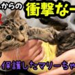 衝撃すぎた😳獣医さんの一言‼️保護した子猫🐱？マリーが実は⁉️ピノとうりふたつ🐈‍⬛パルムが指さして喋った😂❤️パパナデナデチャレンジ⁉️