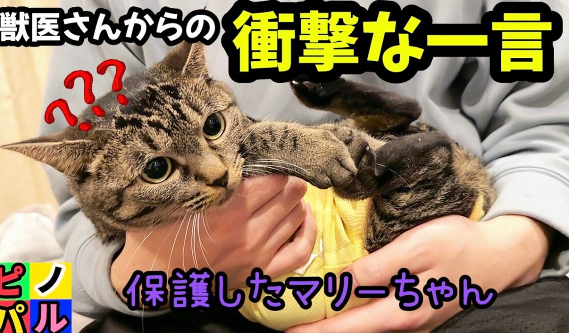 衝撃すぎた😳獣医さんの一言‼️保護した子猫🐱？マリーが実は⁉️ピノとうりふたつ🐈‍⬛パルムが指さして喋った😂❤️パパナデナデチャレンジ⁉️