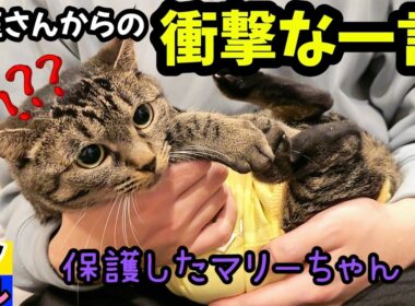 衝撃すぎた😳獣医さんの一言‼️保護した子猫🐱？マリーが実は⁉️ピノとうりふたつ🐈‍⬛パルムが指さして喋った😂❤️パパナデナデチャレンジ⁉️