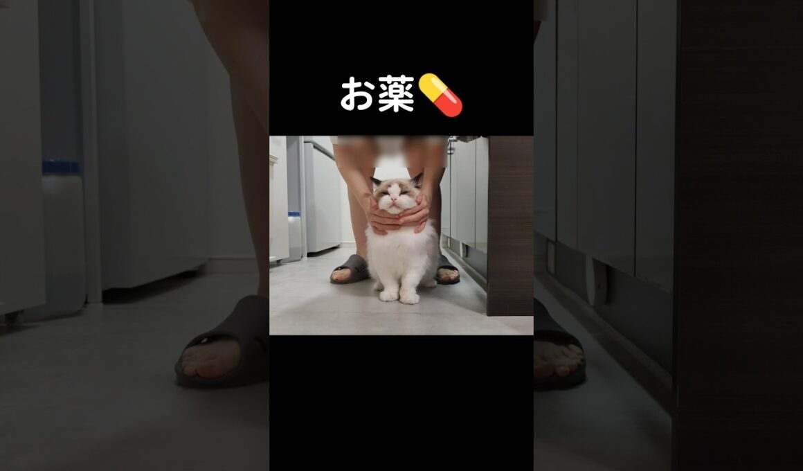 1日サプリ×2、薬×2回がんばってくれて偉い🫂 #shorts #猫 #子猫 #ラグドール #甘えん坊猫 #ぬいぐるみ猫