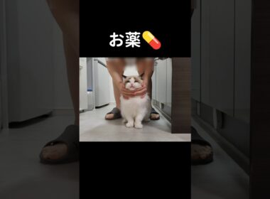1日サプリ×2、薬×2回がんばってくれて偉い🫂 #shorts #猫 #子猫 #ラグドール #甘えん坊猫 #ぬいぐるみ猫