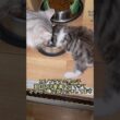 子猫さん初めての離乳食でママと競い合ってますノルウェージャンフォレストキャット #norwegianforestcat