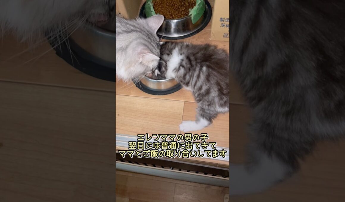 子猫さん初めての離乳食でママと競い合ってますノルウェージャンフォレストキャット #norwegianforestcat