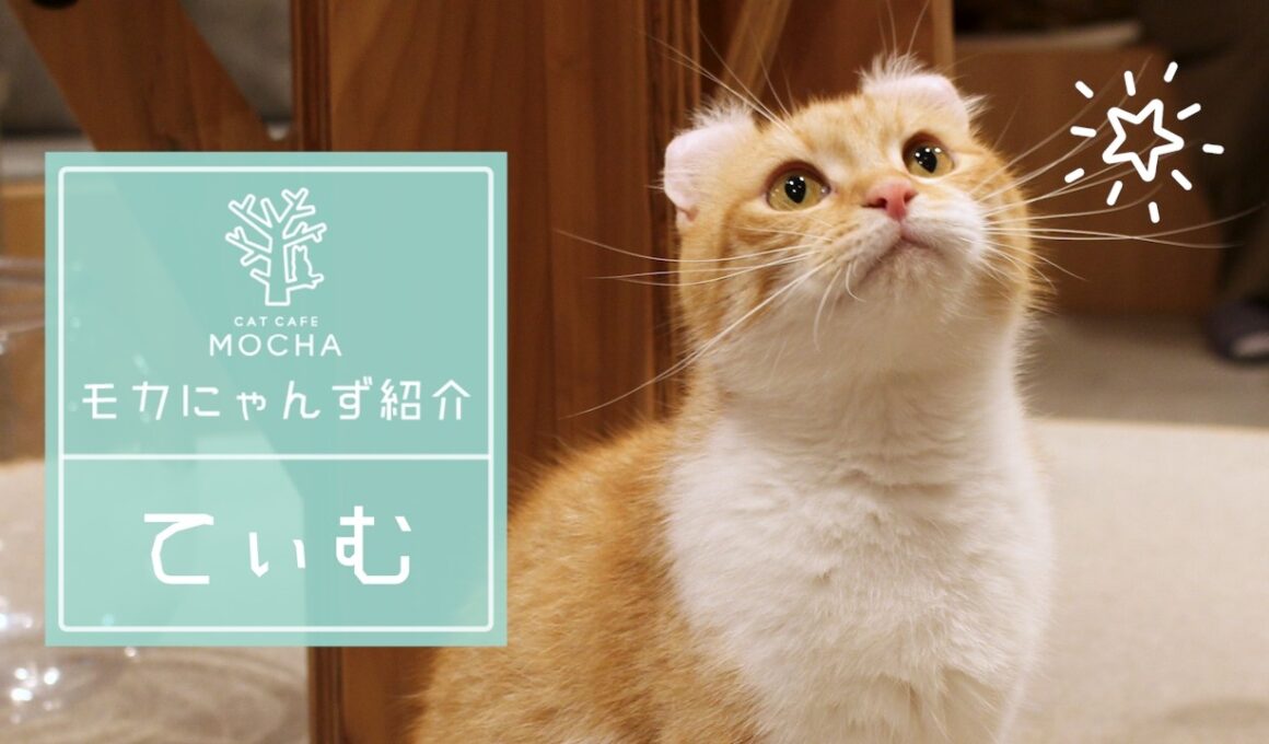 てぃむ（アメリカンカール♂）梅田店