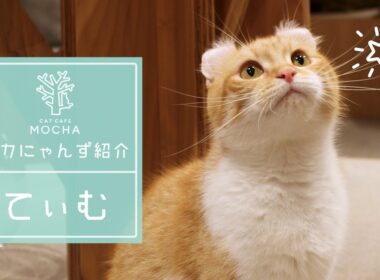 てぃむ（アメリカンカール♂）梅田店