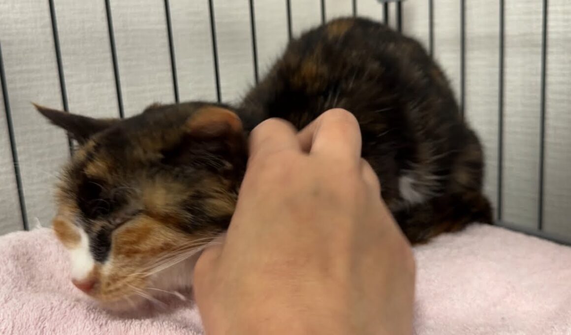 一昨日保護した子猫…連日の病院お疲れ様ライブ