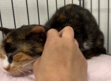 一昨日保護した子猫…連日の病院お疲れ様ライブ