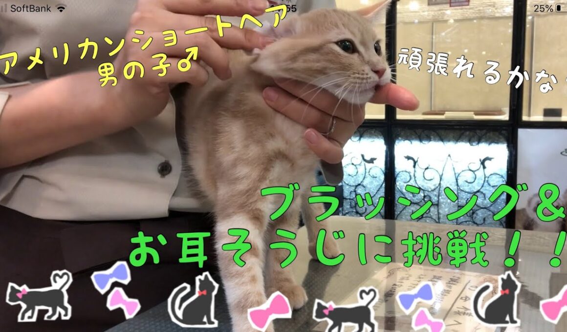 アメリカンショートヘアの子猫、ブラッシング＆お耳そうじに挑戦！