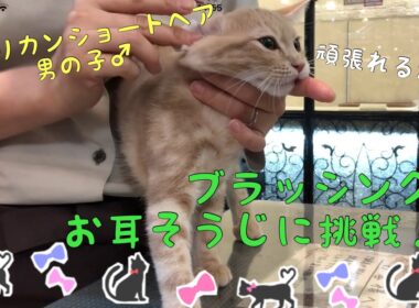 アメリカンショートヘアの子猫、ブラッシング＆お耳そうじに挑戦！
