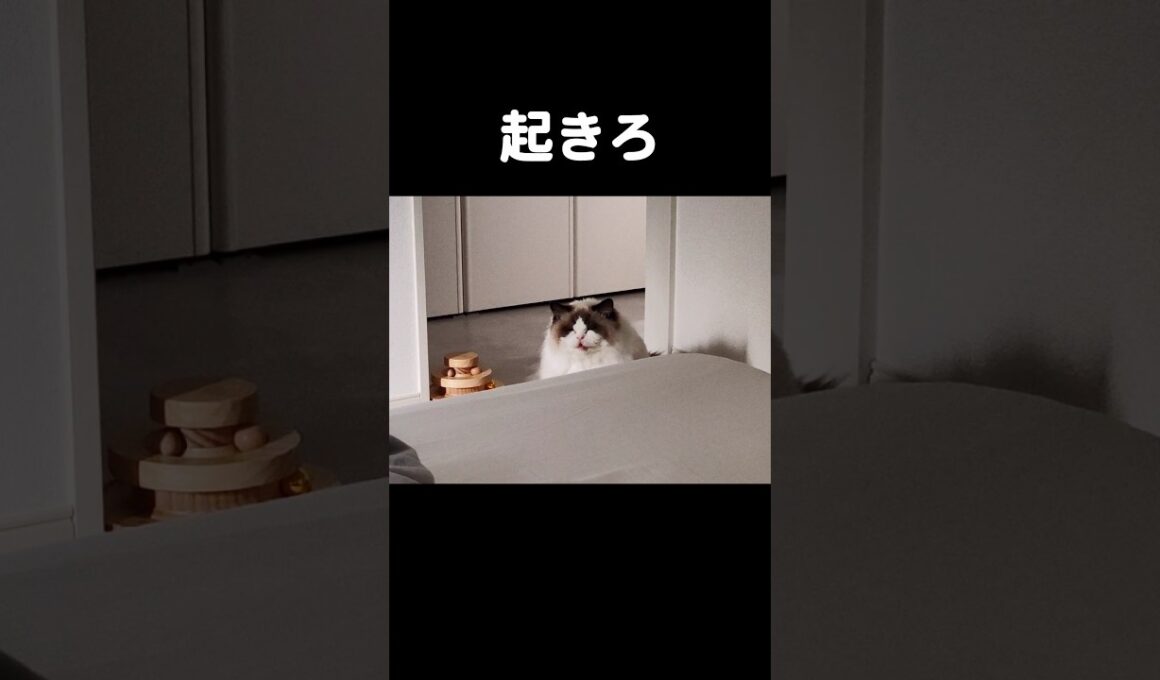 #shorts #ラグドール #子猫 #猫のいる生活 #甘えん坊猫 #ぬいぐるみ猫