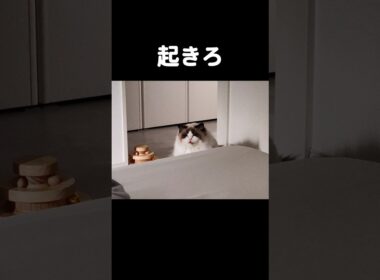 #shorts #ラグドール #子猫 #猫のいる生活 #甘えん坊猫 #ぬいぐるみ猫