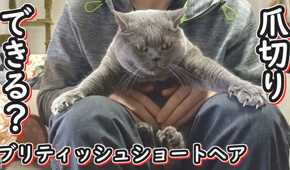 【保護猫】猫の爪切り上手に出来る？ブリティッシュショートヘア【ねこのいる暮らし】