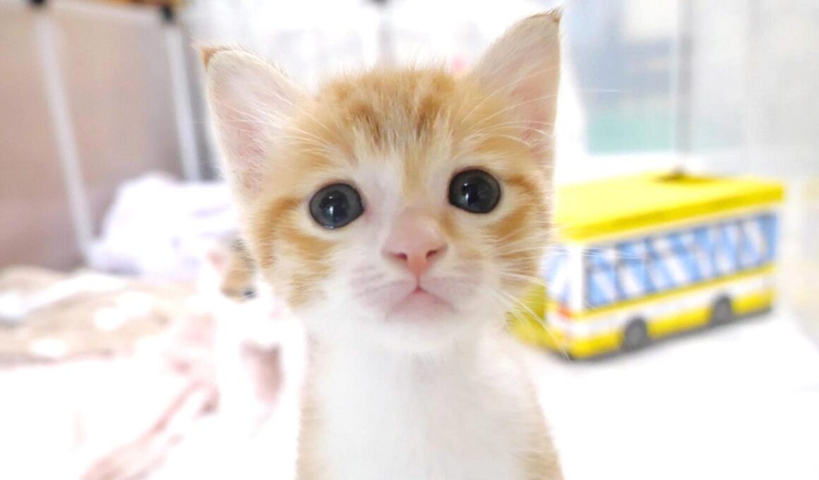 子猫が足に登って来ちゃって焦るおじさんｗ【赤ちゃん猫　保護猫】