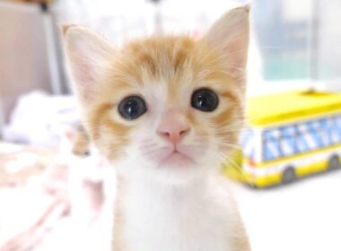 子猫が足に登って来ちゃって焦るおじさんｗ【赤ちゃん猫　保護猫】