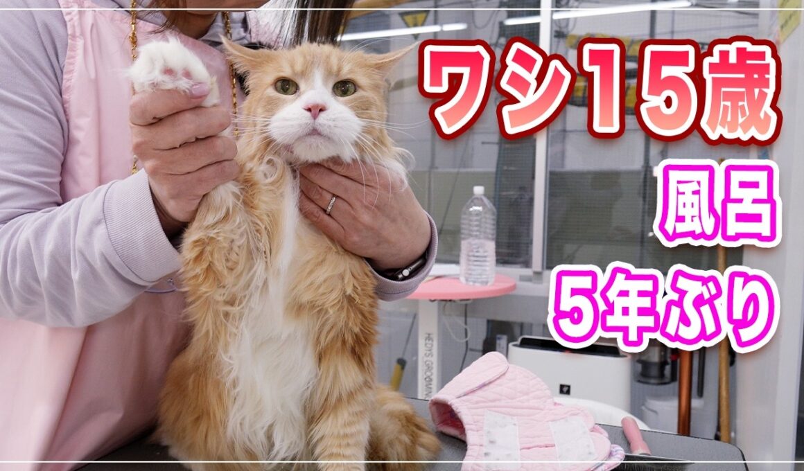 【トトちゃん】15歳のおじいちゃん猫、5年ぶりの風呂に自ら入るｗ【メインクーン】