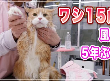 【トトちゃん】15歳のおじいちゃん猫、5年ぶりの風呂に自ら入るｗ【メインクーン】