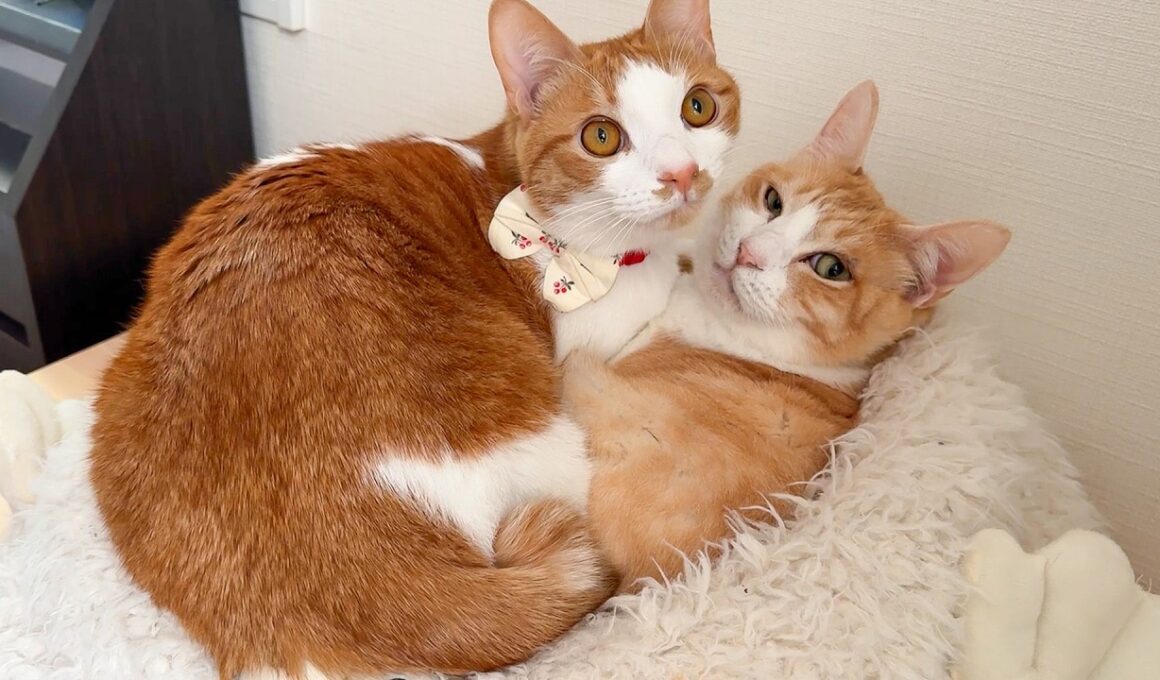 朝起きたら、猫の上に猫が乗っていました。