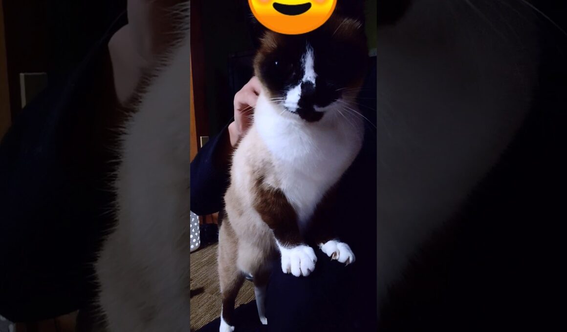 午後のシャム猫さん🐾#猫 #ねこ #cat #Shorts