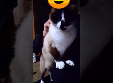 午後のシャム猫さん🐾#猫 #ねこ #cat #Shorts