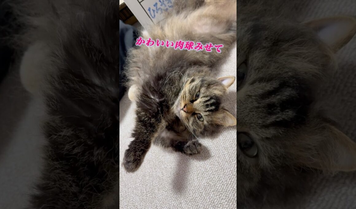 【肉球】猫くうちゃんの肉球は何色？#cat #猫 #猫好きさんと繋がりたい #スクーカム