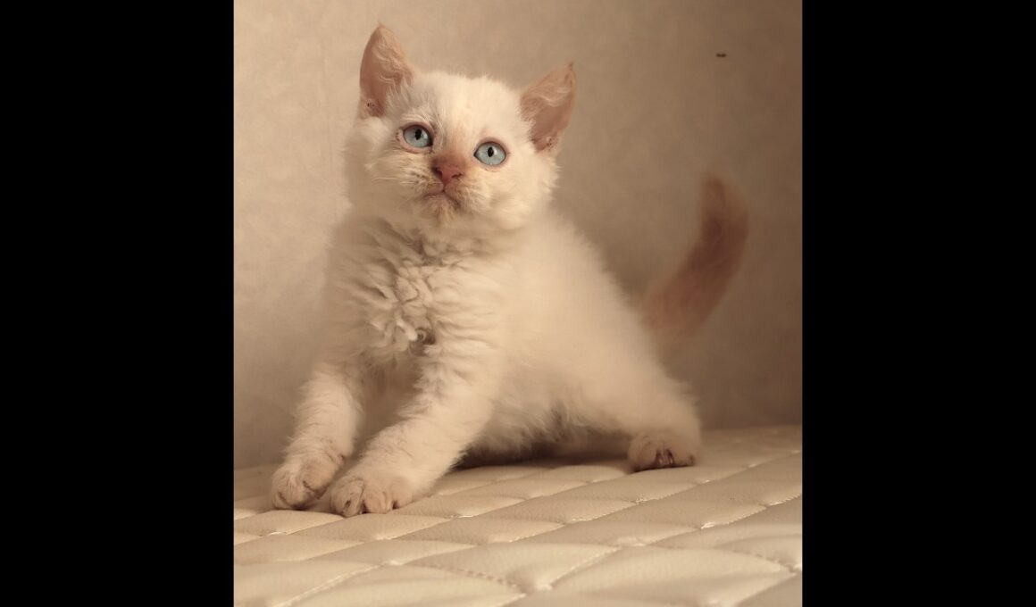 セルカークレックス子猫　Selkirk Rex　2025.12.16産まれ　　クリームポイント　巻き毛　男の子　シーダキャット猫のお店