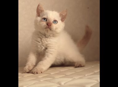 セルカークレックス子猫　Selkirk Rex　2025.12.16産まれ　　クリームポイント　巻き毛　男の子　シーダキャット猫のお店