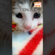 ちふゆ、近すぎる。【なるねこ♪たいむ】#ねこ #子猫 #猫のいる生活 #猫のいる暮らし #猫好きさんと繋がりたい #cat #kitten#baby #赤ちゃん猫