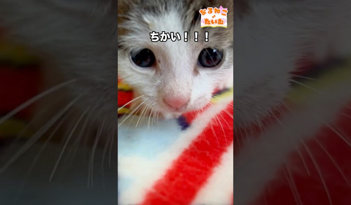 ちふゆ、近すぎる。【なるねこ♪たいむ】#ねこ #子猫 #猫のいる生活 #猫のいる暮らし #猫好きさんと繋がりたい #cat #kitten#baby #赤ちゃん猫