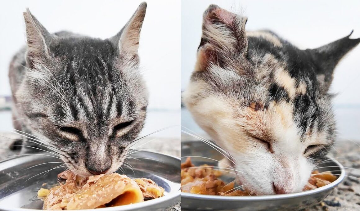 日本の空腹な猫にご飯をあげると・・・ さくらねこたちへのエサやり 猫と支援者様に神のご加護を！