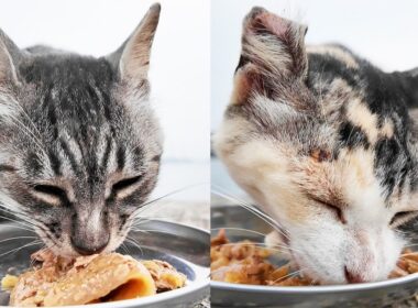 日本の空腹な猫にご飯をあげると・・・ さくらねこたちへのエサやり 猫と支援者様に神のご加護を！