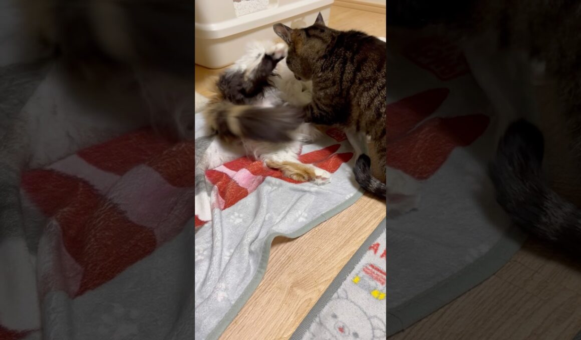 何やってんのあなた達はw #cat #メインクーン #キジトラ猫