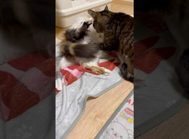 何やってんのあなた達はw #cat #メインクーン #キジトラ猫