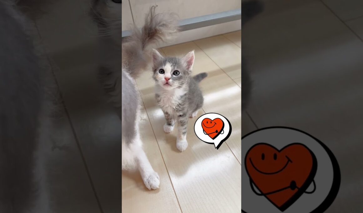 あたしラパーマのミケちゃん♥️ 【お問合せ詳細は説明欄に記載あります】 #ラパーマ #ブリーダー直販 #マンチカン #子猫 #猫 #ミヌエット #猫のいる暮らし #子猫販売 #猫動画