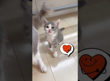 あたしラパーマのミケちゃん♥️ 【お問合せ詳細は説明欄に記載あります】 #ラパーマ #ブリーダー直販 #マンチカン #子猫 #猫 #ミヌエット #猫のいる暮らし #子猫販売 #猫動画