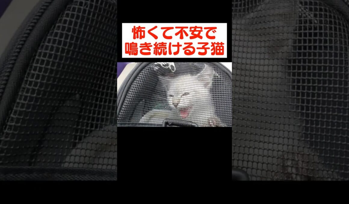 子猫デュフィと出会った日。保健所からうちまでの車内で鳴きまくってました