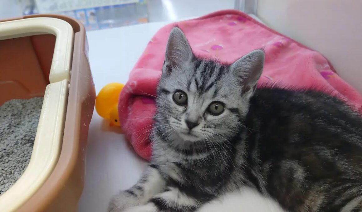 ☆鎌倉大船店　アメリカンショートヘアー　1302182