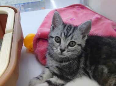 ☆鎌倉大船店　アメリカンショートヘアー　1302182