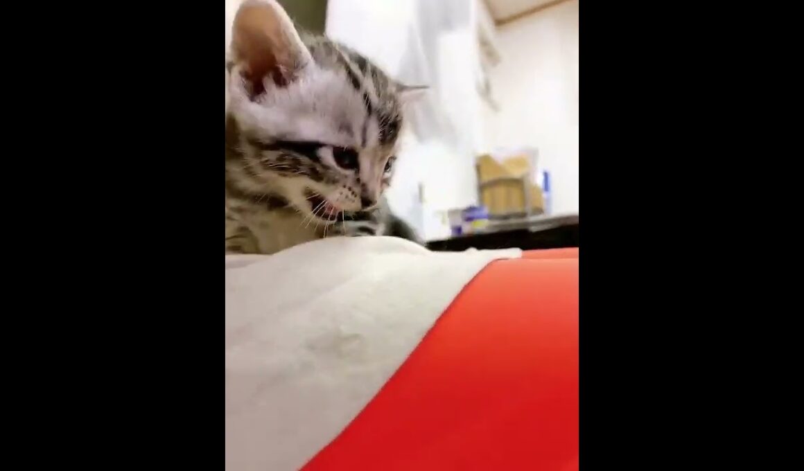 アメリカンショートヘアの女の子♡