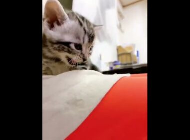 アメリカンショートヘアの女の子♡