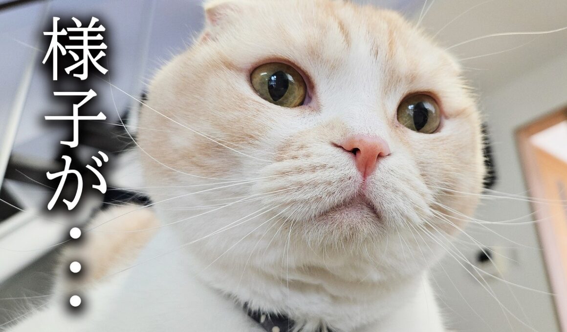 普段と様子が違います...