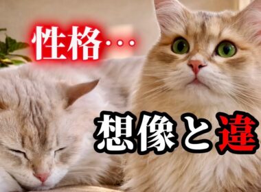 サイベリアンの性格は？飼ってわかった7つの特徴