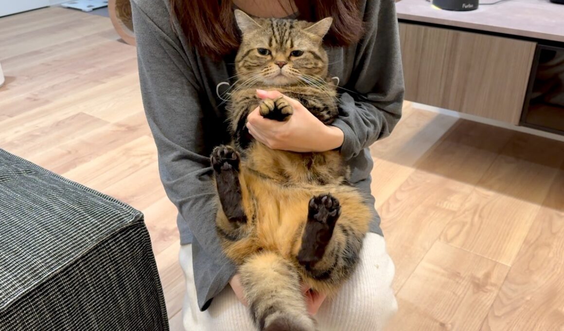 逮捕されたのにさらに罪を重ねるメル