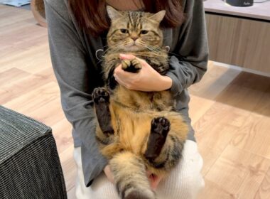 逮捕されたのにさらに罪を重ねるメル