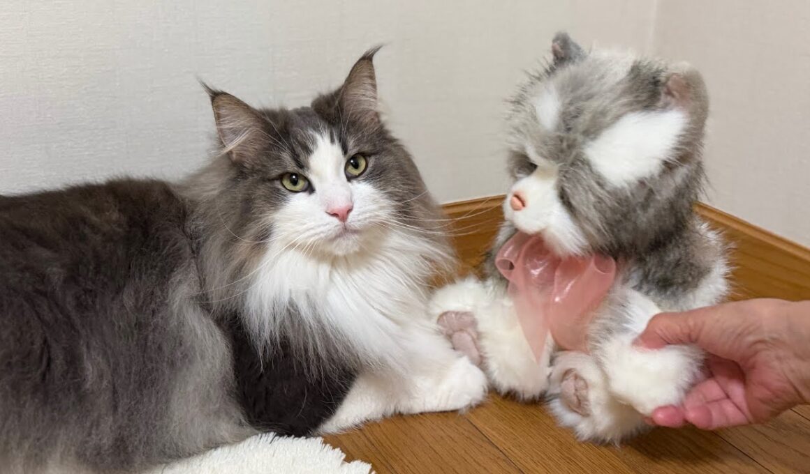 【カワイイ💖】みんなにネコちゃんを自慢するばあばwwwノルウェージャンフォレストキャットとターキッシュアンゴラ