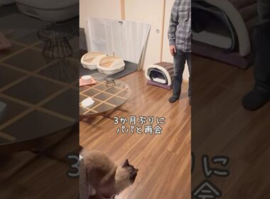 猫の記憶力ってどのくらいなんだろう #ラグドール #猫