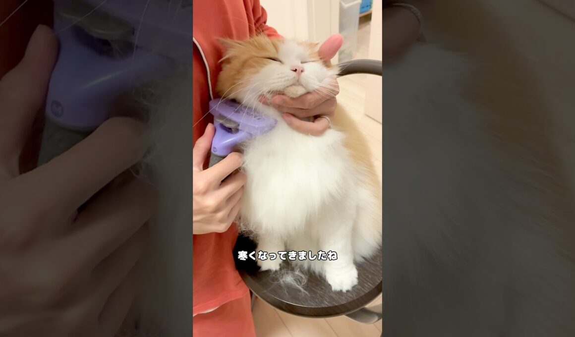 【毛】の大収穫祭の季節が今年もやってきましたね#cat #サイベリアン #shorts