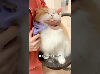【毛】の大収穫祭の季節が今年もやってきましたね#cat #サイベリアン #shorts