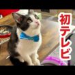 初めてテレビに映る自分を見た時の子猫の反応がこうなりました🤭
