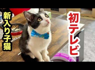 初めてテレビに映る自分を見た時の子猫の反応がこうなりました🤭